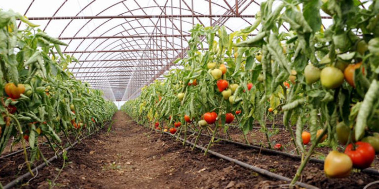 tomate