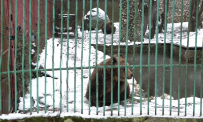 ursi zoo